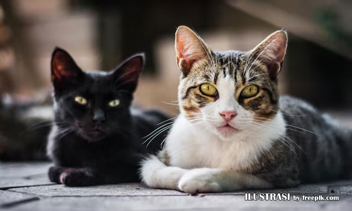 memahami bahasa tubuh kucing