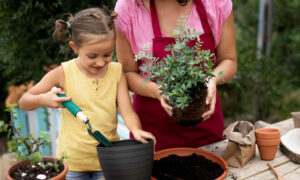 Berkebun Mini Di Rumah
